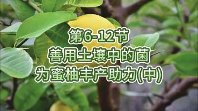 第6-12节-用土壤中的菌为蜜柚丰产助力
