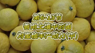 第6-13节-用土壤中的菌为蜜柚丰产助力