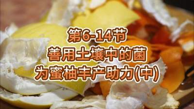 第6-14节-用土壤中的菌为蜜柚丰产助力