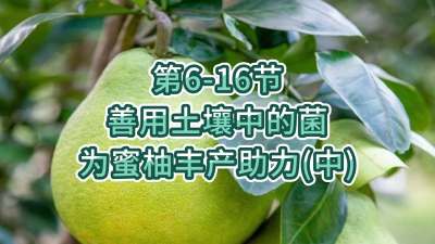 第6-16节-用土壤中的菌为蜜柚丰产助力