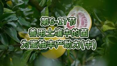 第6-17节-用土壤中的菌为蜜柚丰产助力