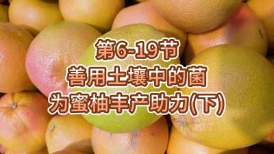 第6-19节-用土壤中的菌为蜜柚丰产助力
