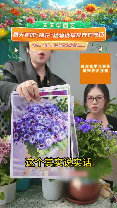 春季爆花推荐&mdash;&mdash;瓜叶菊