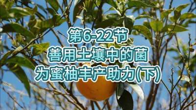 第6-22节-用土壤中的菌为蜜柚丰产助力