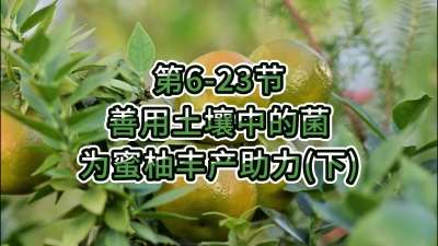 第6-23节-用土壤中的菌为蜜柚丰产助力