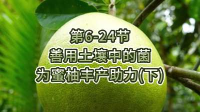 第6-24节-用土壤中的菌为蜜柚丰产助力