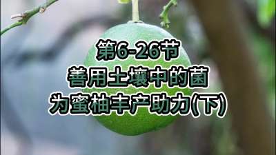 第6-26节-用土壤中的菌为蜜柚丰产助力
