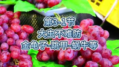 第3-1节-大虫不难防-金龟子、跳甲等