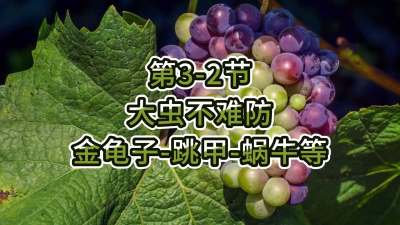 第3-2节-大虫不难防-金龟子、跳甲等