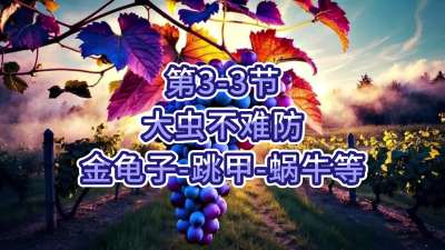 第3-3节-大虫不难防-金龟子、跳甲等