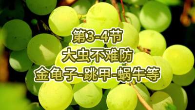 第3-4节-大虫不难防-金龟子、跳甲等
