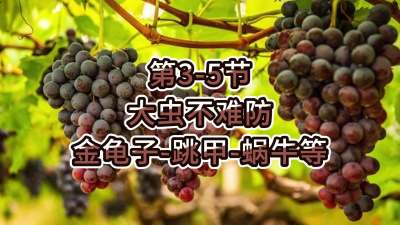 第3-5节-大虫不难防-金龟子、跳甲等