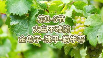 第3-6节-大虫不难防-金龟子、跳甲等
