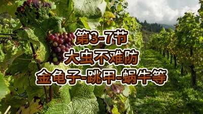 第3-7节-大虫不难防-金龟子、跳甲等
