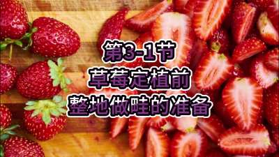 第3-1节-草莓定植前整地做畦的准备