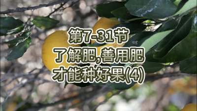第7-31节-了解肥、善用肥，才能种好果