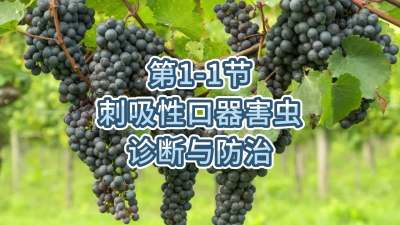 第1-1节-刺吸性口器害虫的诊断与防治