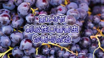 第1-3节-刺吸性口器害虫的诊断与防治