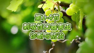 第1-4节-刺吸性口器害虫的诊断与防治