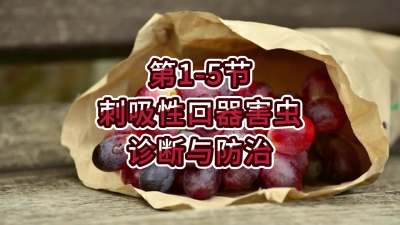 第1-5节-刺吸性口器害虫的诊断与防治