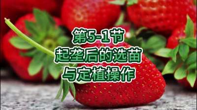 第5-1节-起垄后的选苗与定植操作