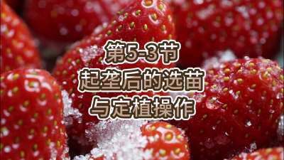 第5-3节-起垄后的选苗与定植操作