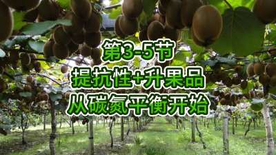 第3-5节-提抗性升果品，从碳氮平衡开始