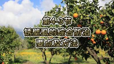 第4-3节-锈壁虱的综合防治要点及方法