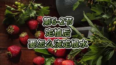 第6-2节-定植后要怎么浇定根水？
