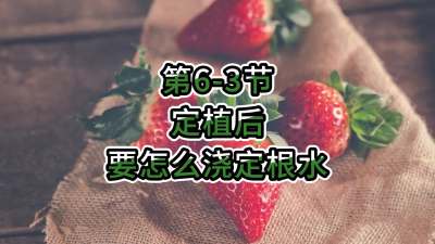 第6-3节-定植后要怎么浇定根水？