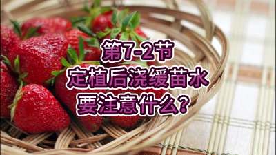第7-2节-定植后浇缓苗水要注意什么？