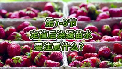 第7-3节-定植后浇缓苗水要注意什么？