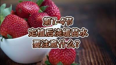 第7-4节-定植后浇缓苗水要注意什么？
