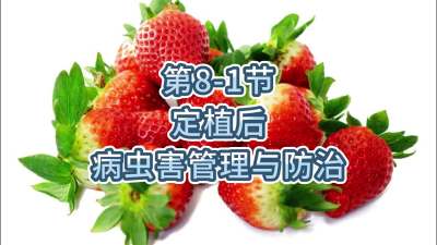 第8-1节-定植后的病虫害管理与防治