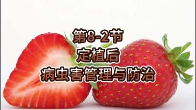 第8-2节-定植后的病虫害管理与防治