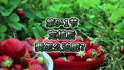 第9-1节-定植后要怎么追肥？