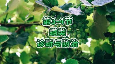 第3-4节-螨类的诊断与防治