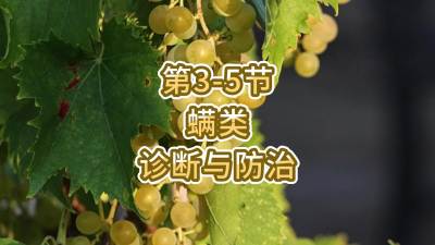 第3-5节-螨类的诊断与防治