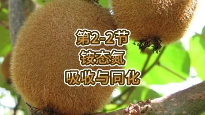 第2-2节-铵态氮的吸收与同化