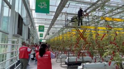 番茄现代种植农场，这样的技术和模式如何推广？是个经济学问题。
