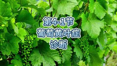 第4-1节-葡萄黄叶症的诊断