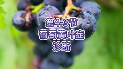第4-3节-葡萄黄叶症的诊断