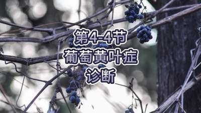 第4-4节-葡萄黄叶症的诊断