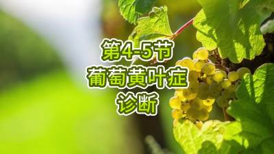 第4-5节-葡萄黄叶症的诊断