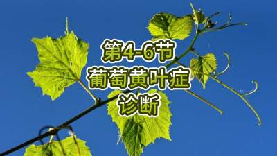 第4-6节-葡萄黄叶症的诊断
