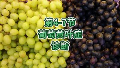 第4-7节-葡萄黄叶症的诊断