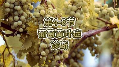第4-8节-葡萄黄叶症的诊断