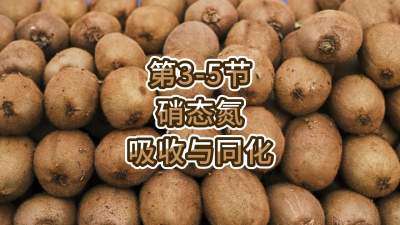 第3-5节-硝态氮的吸收与同化