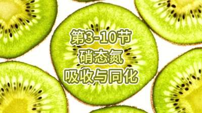第3-10节-硝态氮的吸收与同化