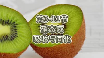 第3-11节-硝态氮的吸收与同化
